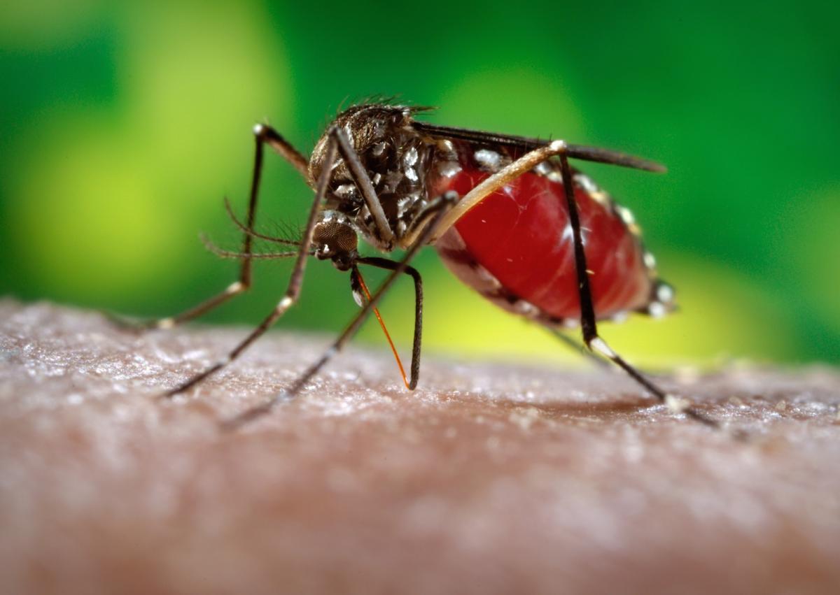 Zika-mosquito.jpg