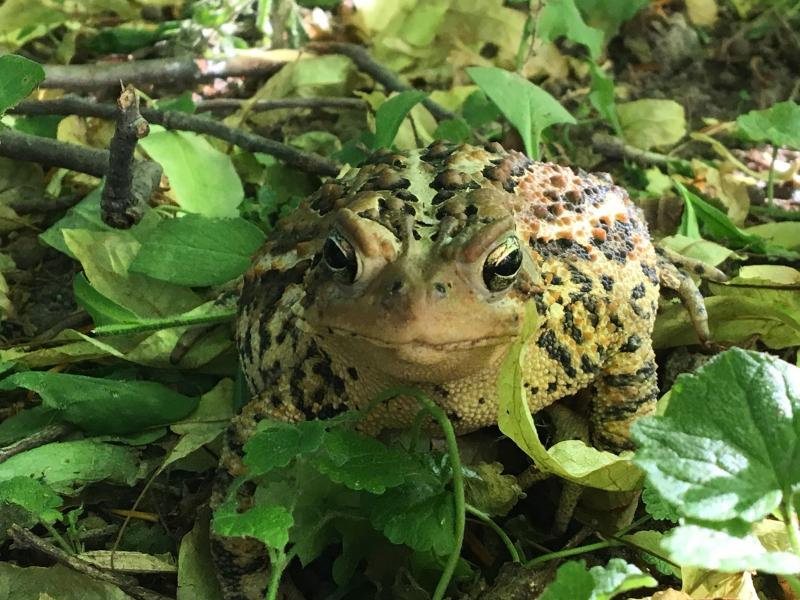 TOAD by Maddy Parker, 2018 Honorable Mention - Animal Life